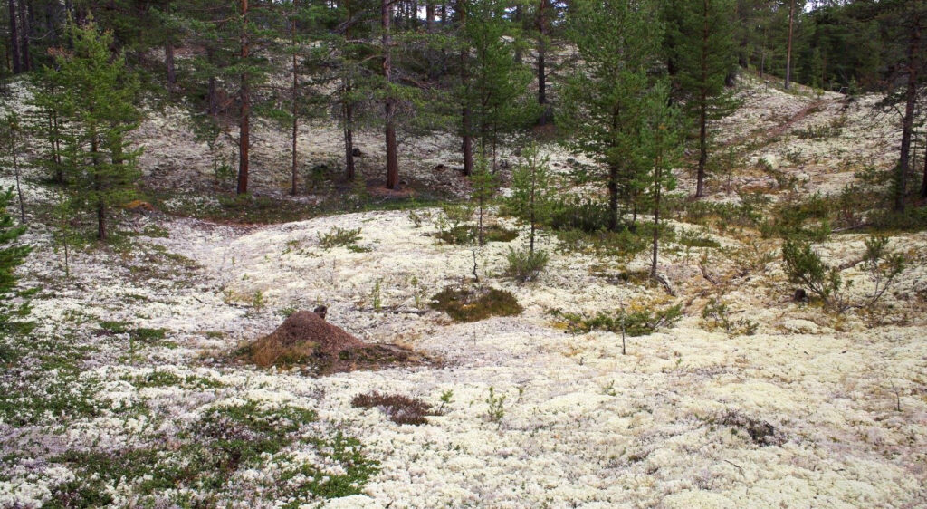 The image features a woodland area with a small mound visible. The mound is a charcoal kiln.