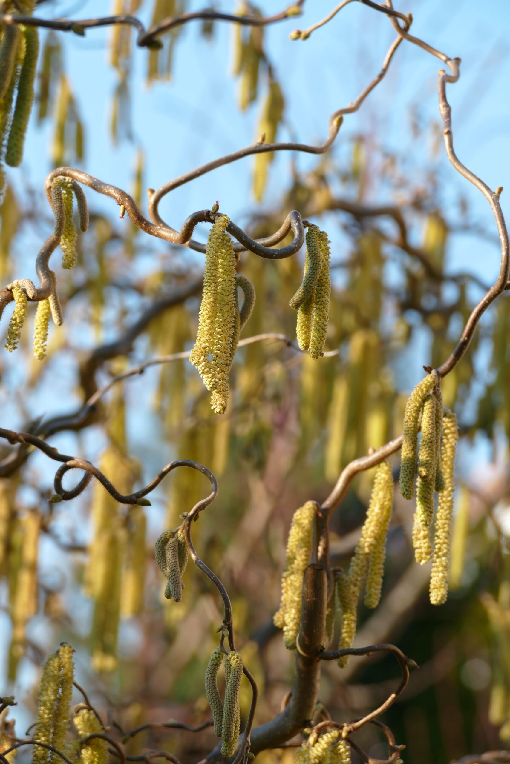 Birch pollen against a blue sky