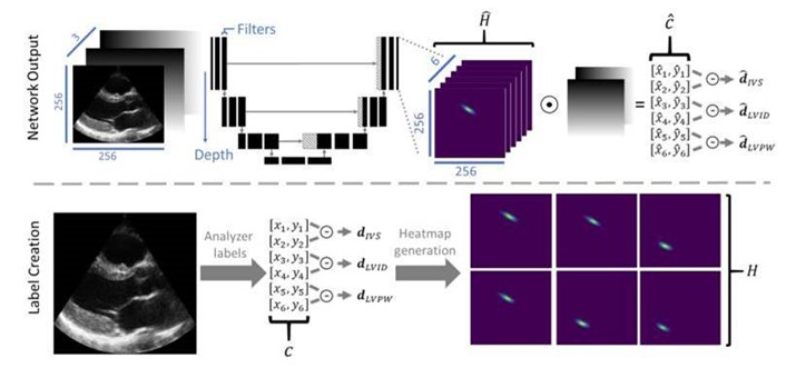 The figure visualises how the network predicts various mesaurement points in images.