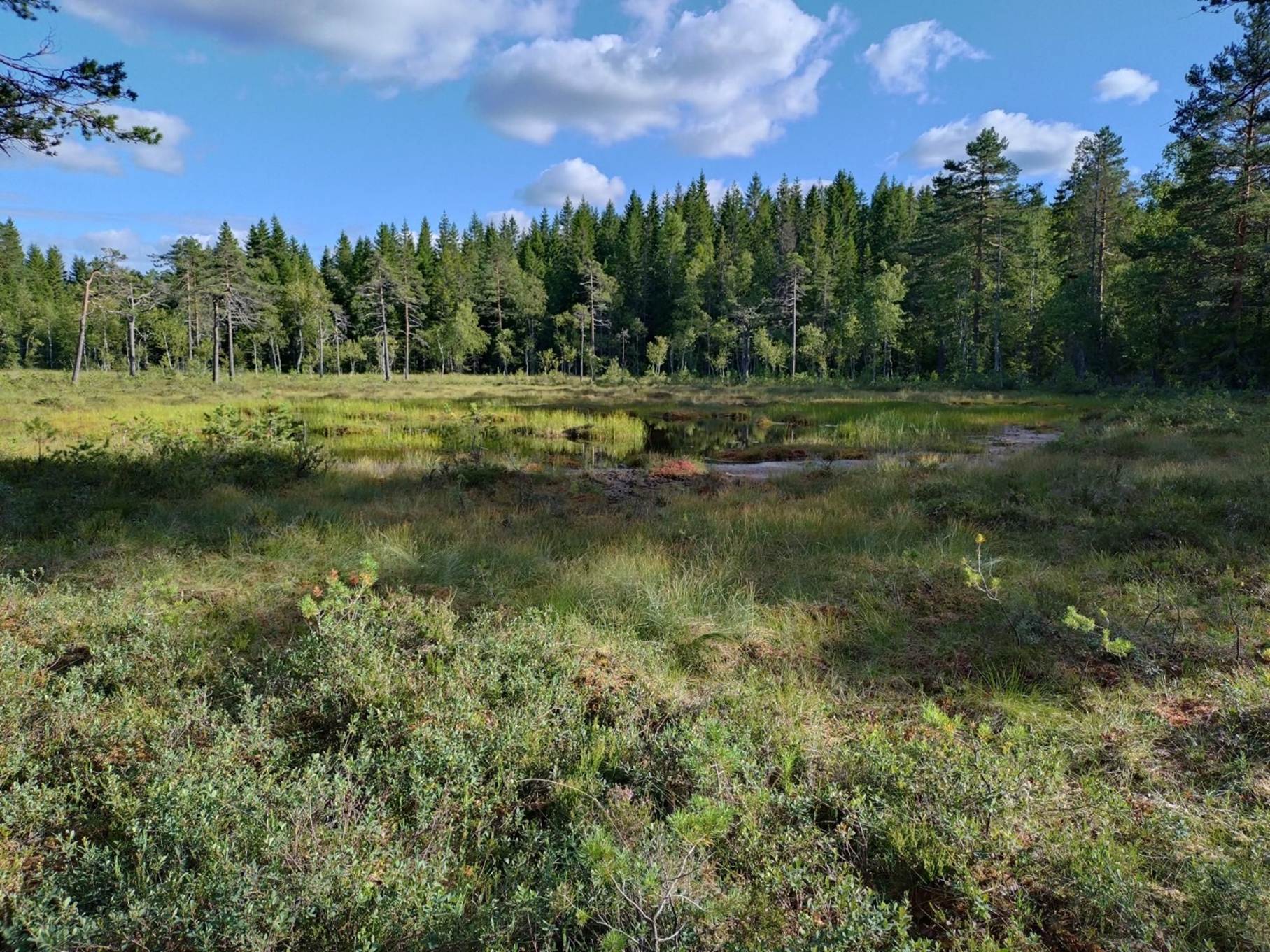 Vassmyra in Sørkedalen, Oslo, between Skansebakken and Lysedammene. The back part of the peatland has scattered trees, while the surrounding area is covered by denser forest. In the middle of the peatland, there is open water.